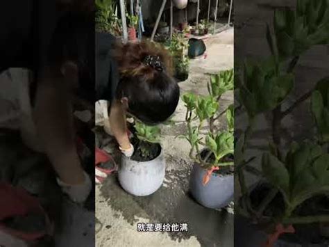 白水木移盆|【白水木移盆】讓你的白水木移盆，煥發全新生命力！